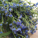 Chinese Forget Me Not 'Blue Showers'