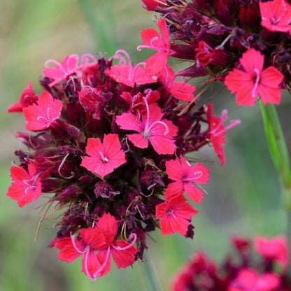 Dianthus cruentus