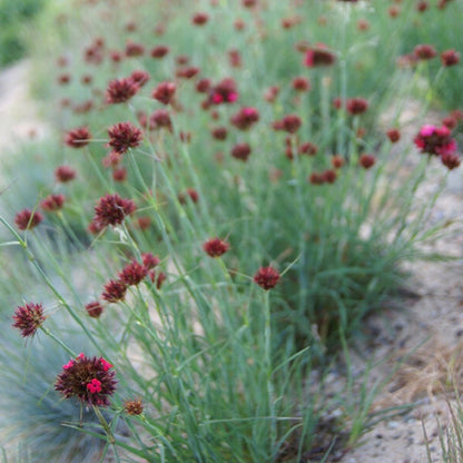 Dianthus cruentus