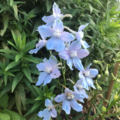 Delphinium 'Cliveden Beauty'