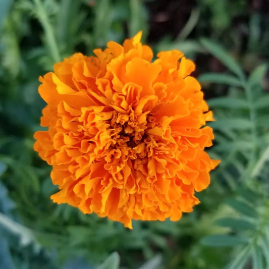 Marigold 'Giant Orange'