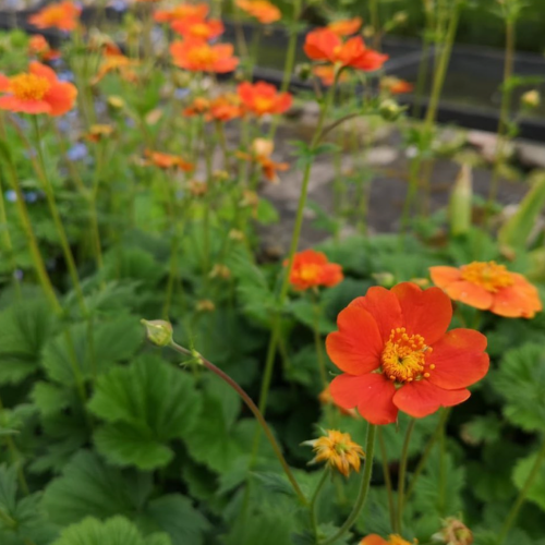 Geum coccineum