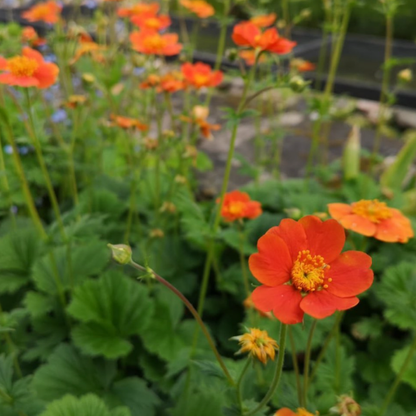 Geum coccineum