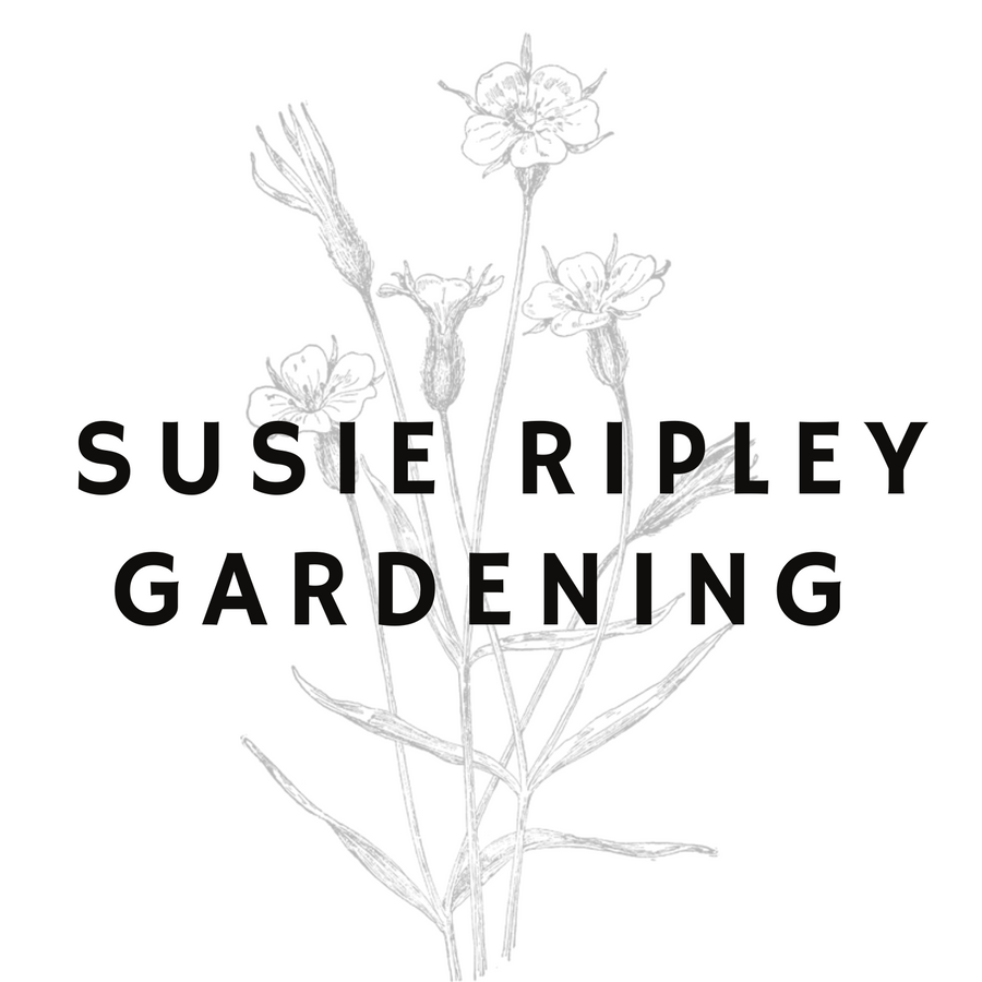 Susie Ripley Gardening