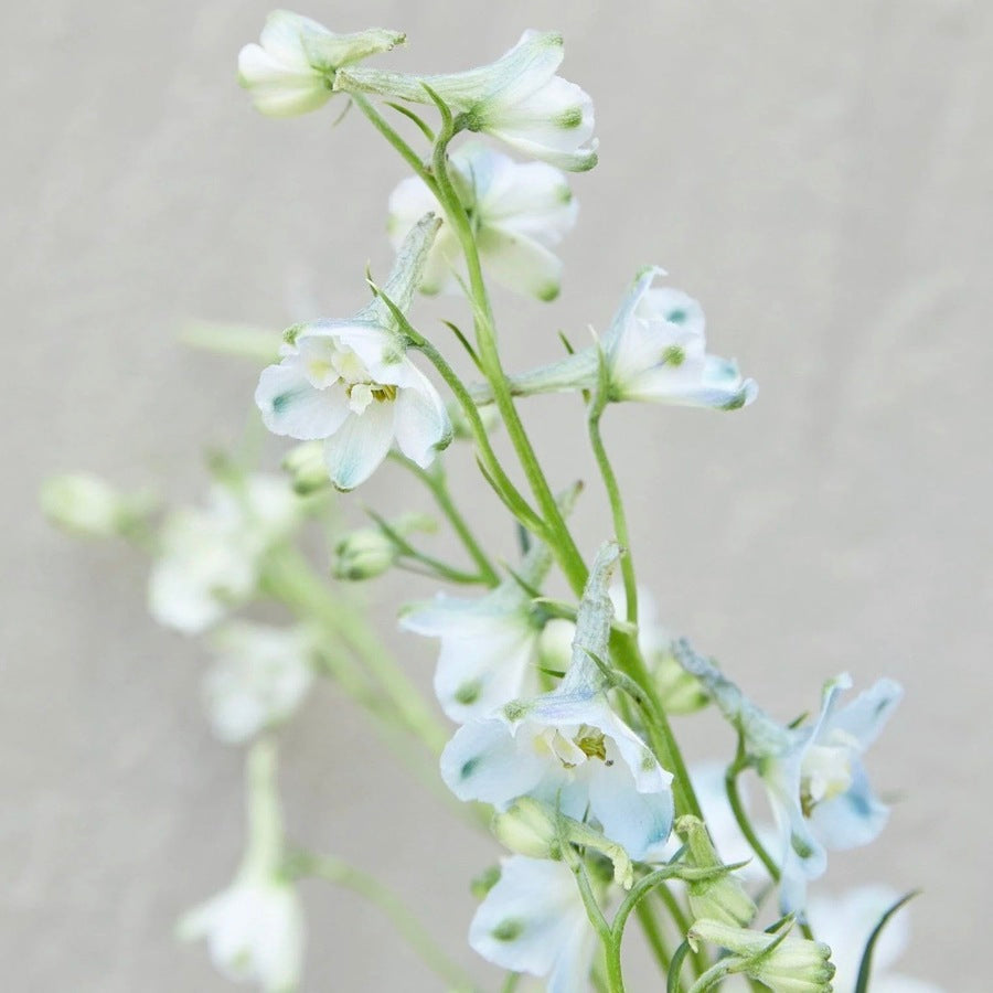 Delphinium 'Light Blue Butterfly' (dwarf)