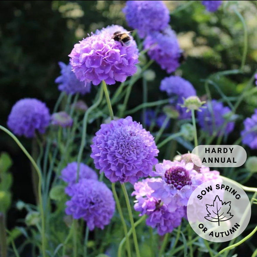 Scabiosa 'Oxford Blue'