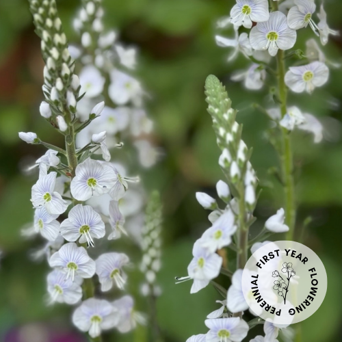 Veronica gentianoides
