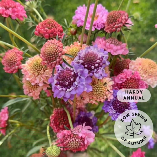 Scabiosa 'Short Mix'