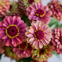 Zinnia 'Queen Lime Red'