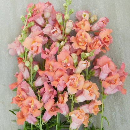 Snapdragon 'Madame Butterfly Bronze’