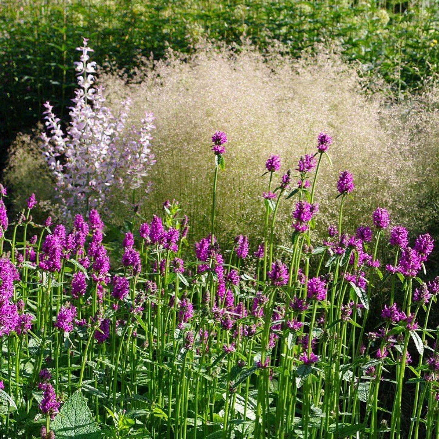 Stachys officinalis