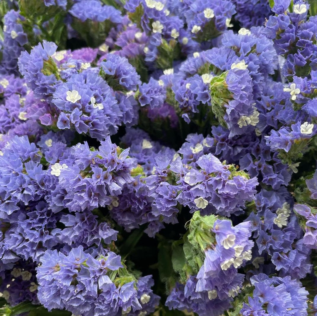 Statice 'Pastel Blue' – Susie Ripley Gardening