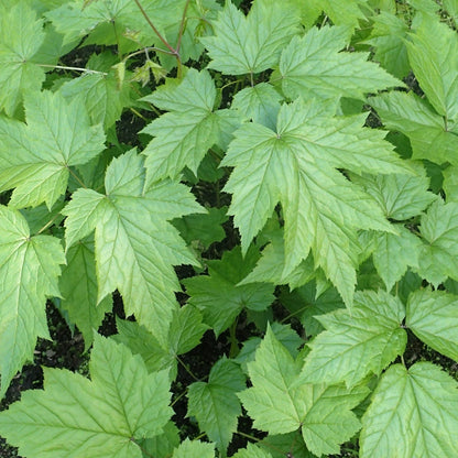 Actaea racemosa