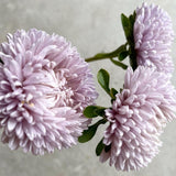 China Aster 'Lady Coral Lavender'