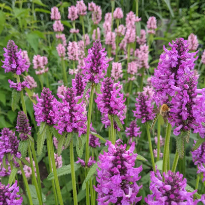 Stachys officinalis