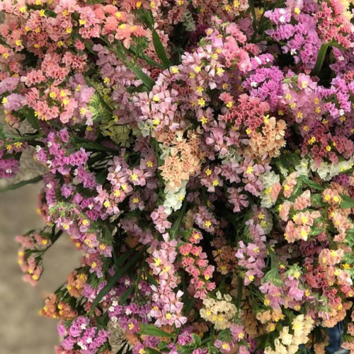 Statice 'Pastel Mix'