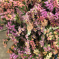 Statice 'Pastel Mix'