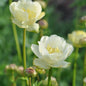 Trollius 'New Moon'