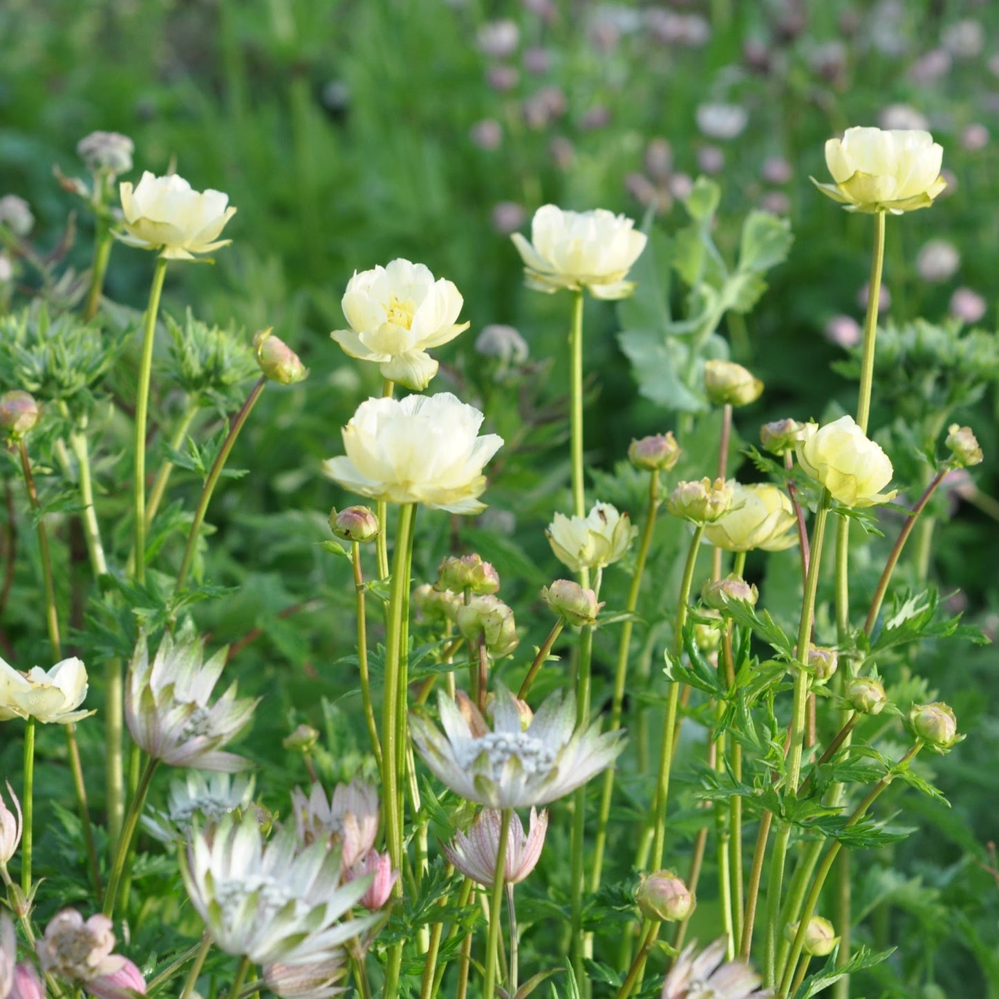 Trollius 'New Moon'