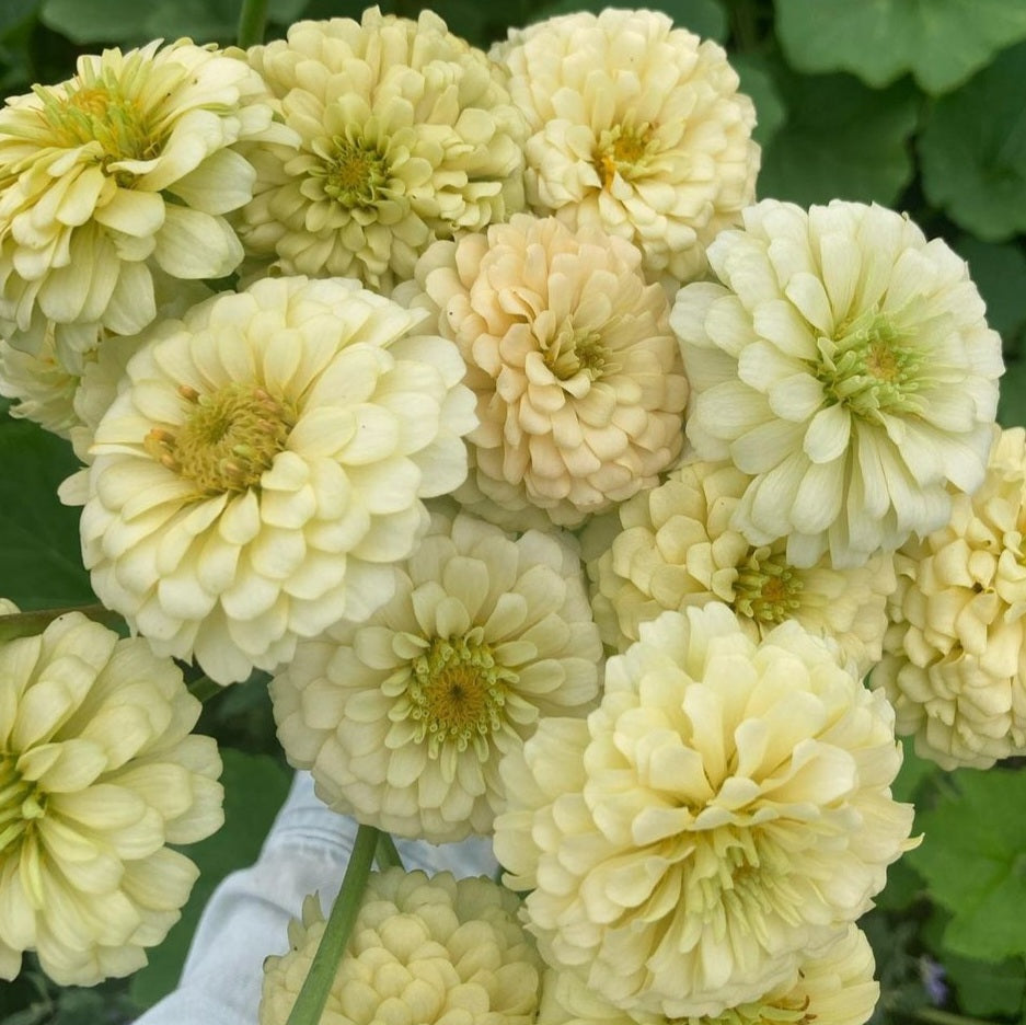 Zinnia 'Giant Creamy Yellow'