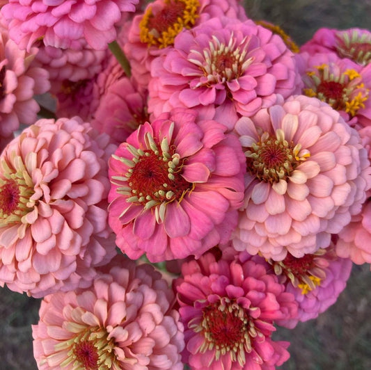 Zinnia 'Oklahoma Pink'
