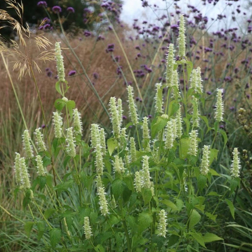 Agastache rugosa f. albiflora