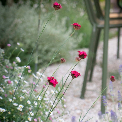 Dianthus cruentus