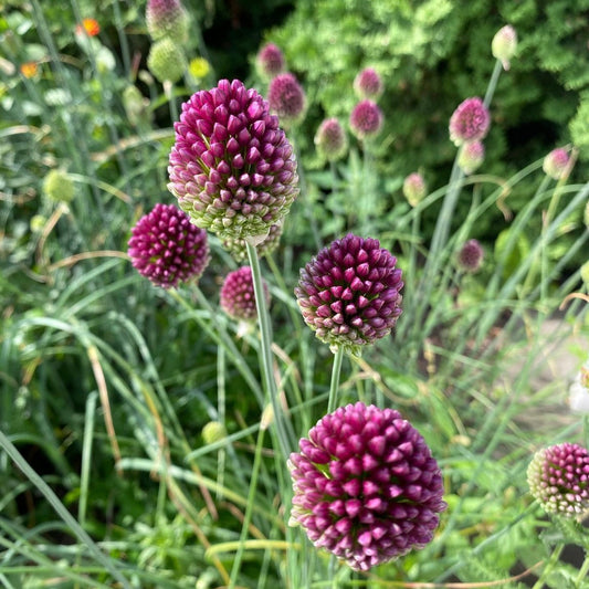 Allium sphaerocephalum 'Drumstick Allium' 3 bulbs