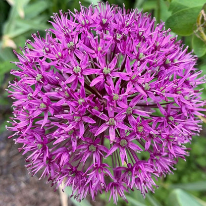 Allium jesdianum