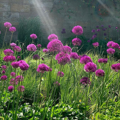 Allium jesdianum