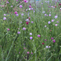 Knautia 'Melton Pastels'