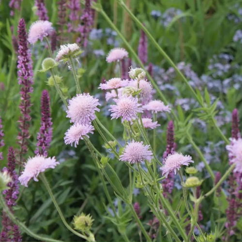 Knautia arvensis