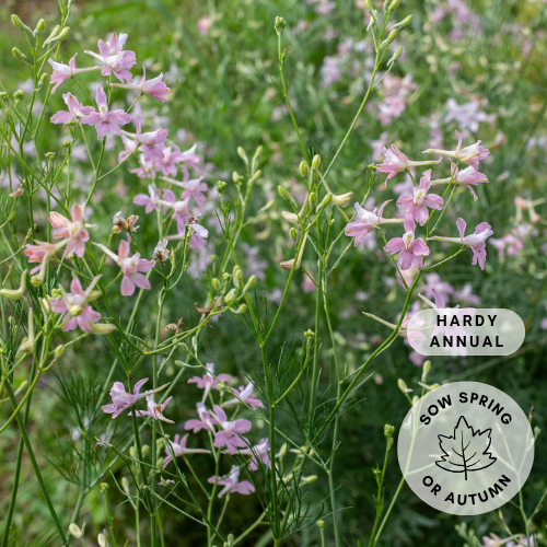 Larkspur 'Pink Cloud'