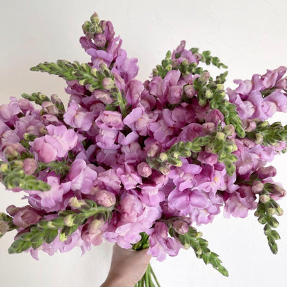 Snapdragon 'Costa Summer Lavender'