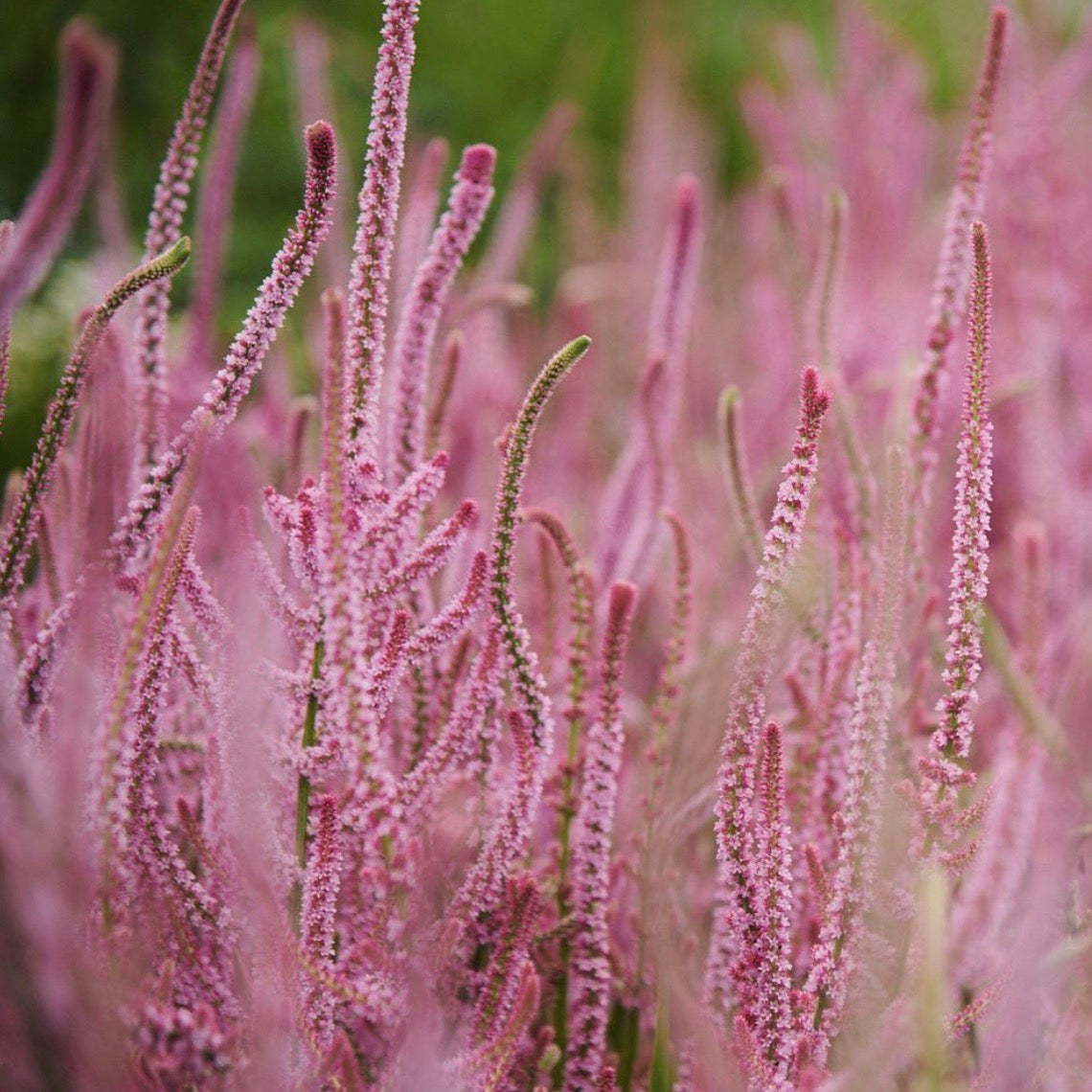 Pink Statis Statice 'Pink Pokers' – Susie Ripley Gardening