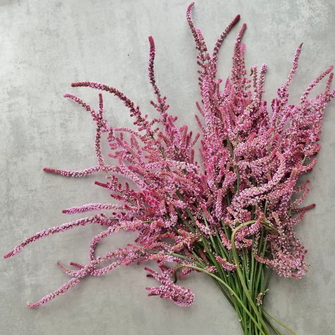 Pink Statis Statice 'Pink Pokers' – Susie Ripley Gardening