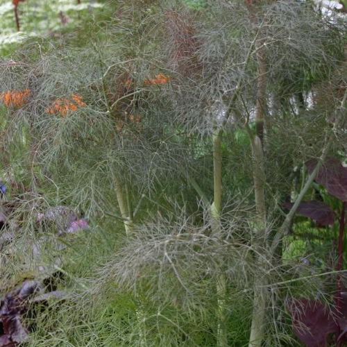 Bronze Fennel (Foeniculum vulgare purpureum)