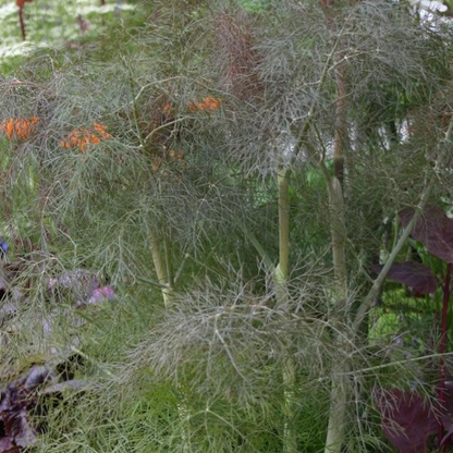 Bronze Fennel (Foeniculum vulgare purpureum)