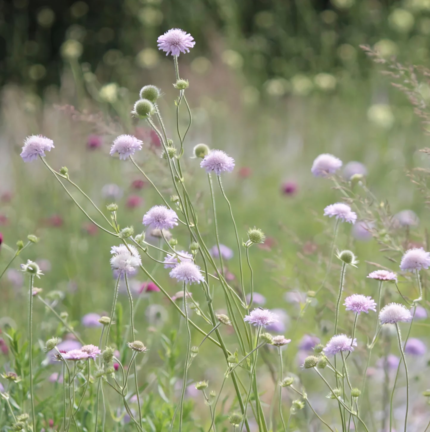 Knautia arvensis