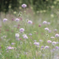 Knautia arvensis