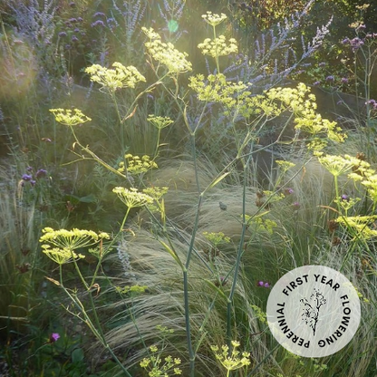 Bronze Fennel (Foeniculum vulgare purpureum)