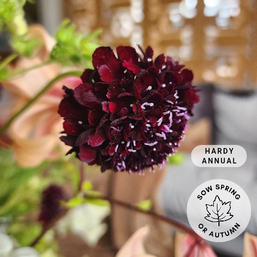 Scabiosa 'Black Knight'