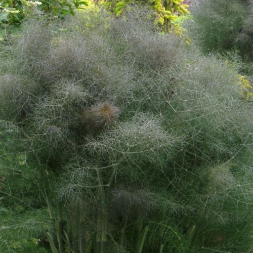 Bronze Fennel (Foeniculum vulgare purpureum)