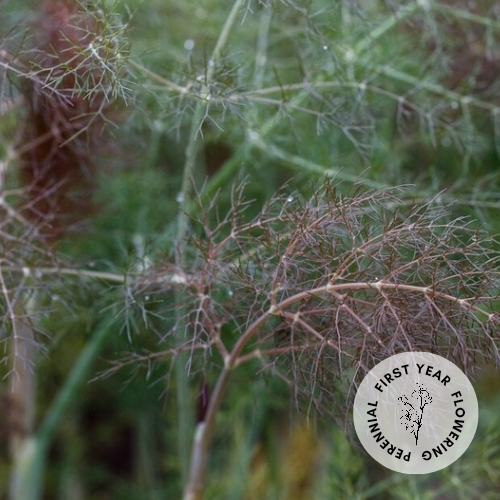 Bronze Fennel