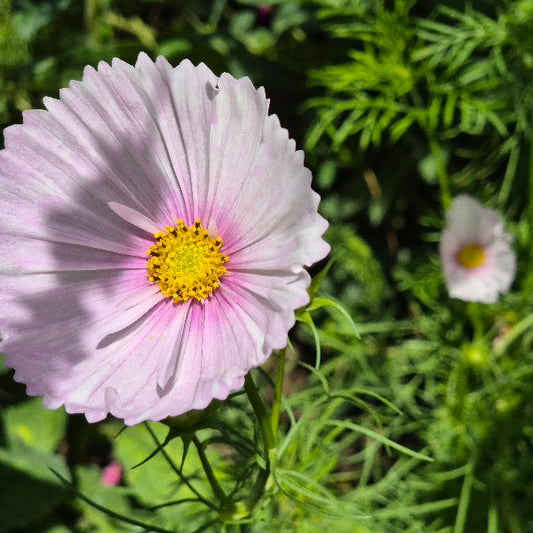 Cosmos 'Cupcakes Blush'