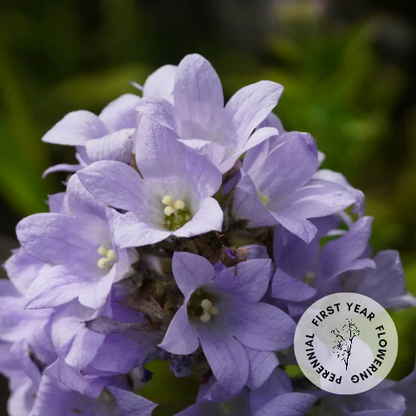 Campanula lactiflora 'Milky Bellflower'