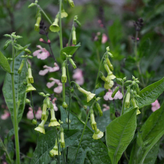 Nicotiana langsdorffii