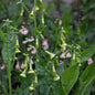Nicotiana langsdorffii