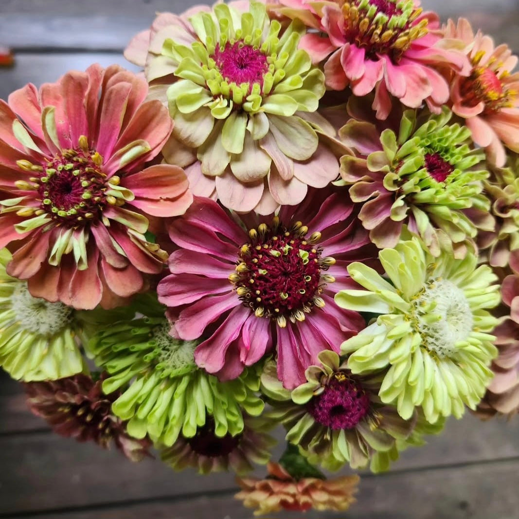 Zinnia 'Queeny Mix'