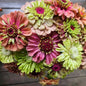 Zinnia 'Queeny Mix'